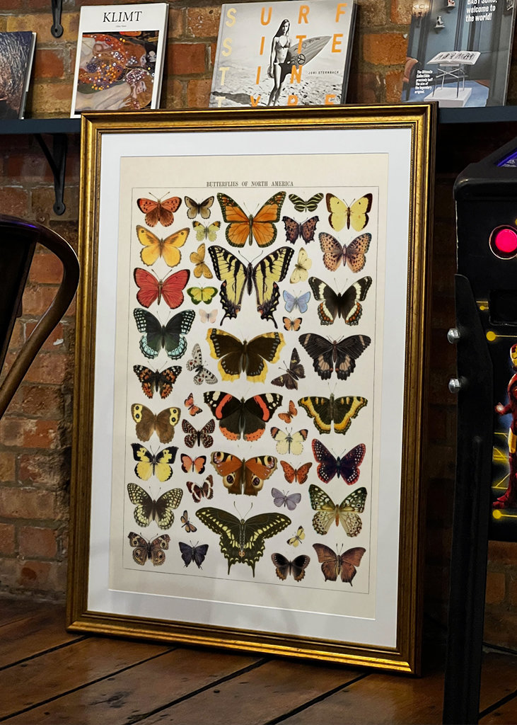 Butterfly Vintage Illustration