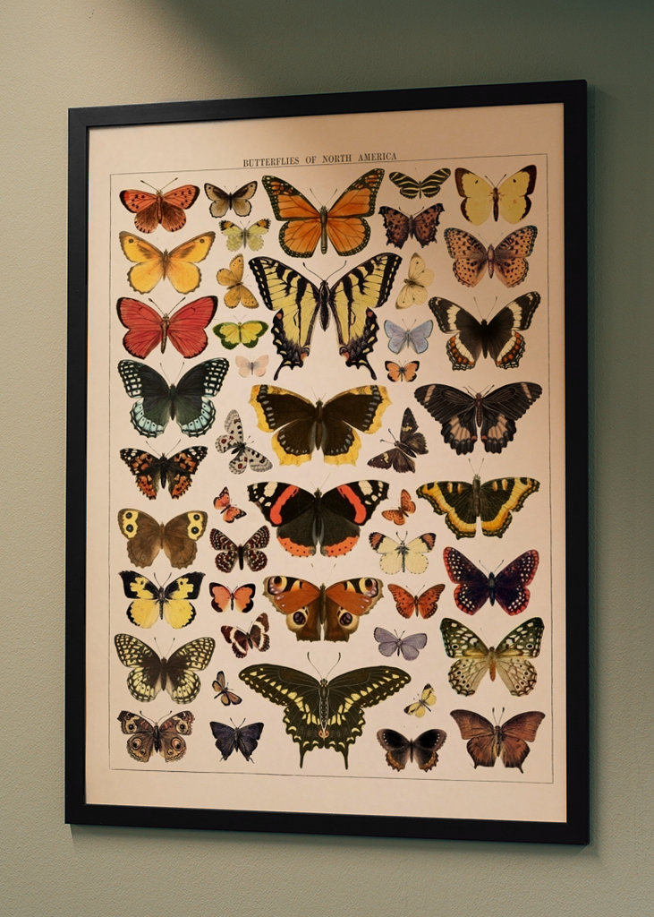 Butterfly Vintage Illustration