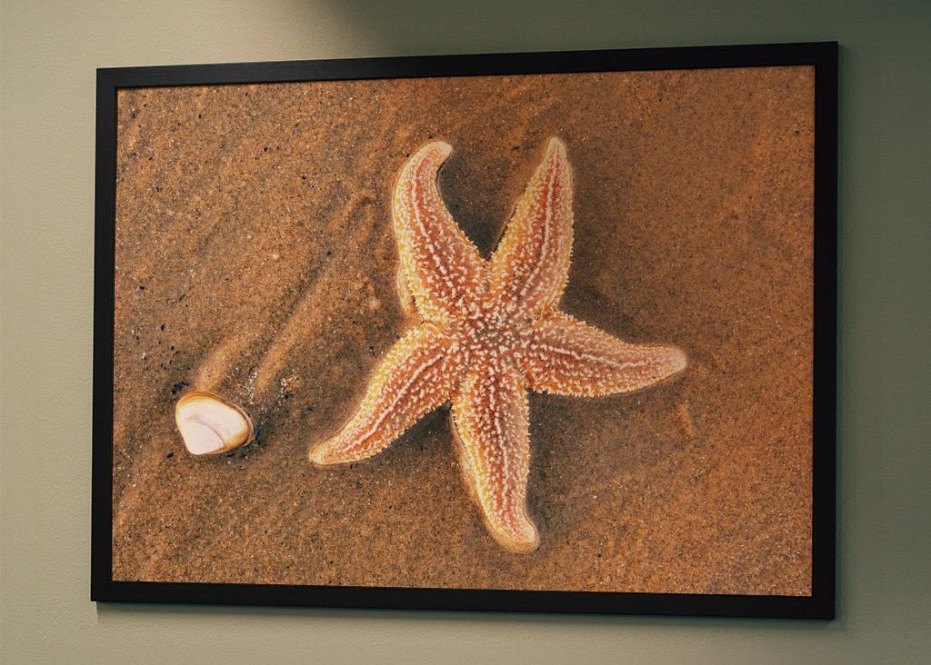 Tengeri csillag héjjal a tengerparton