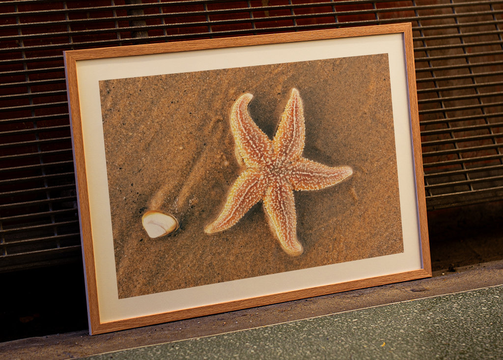 Tengeri csillag héjjal a tengerparton