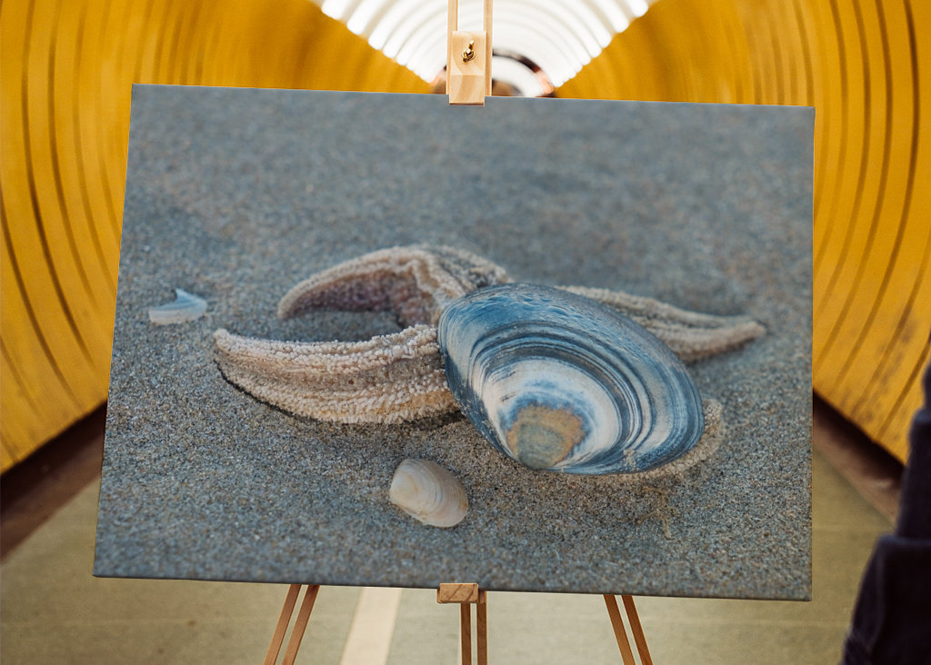 Stella marina con conchiglia sulla spiaggia