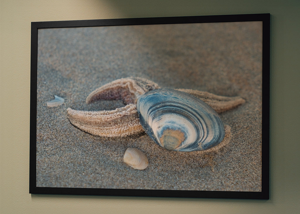 Stella marina con conchiglia sulla spiaggia