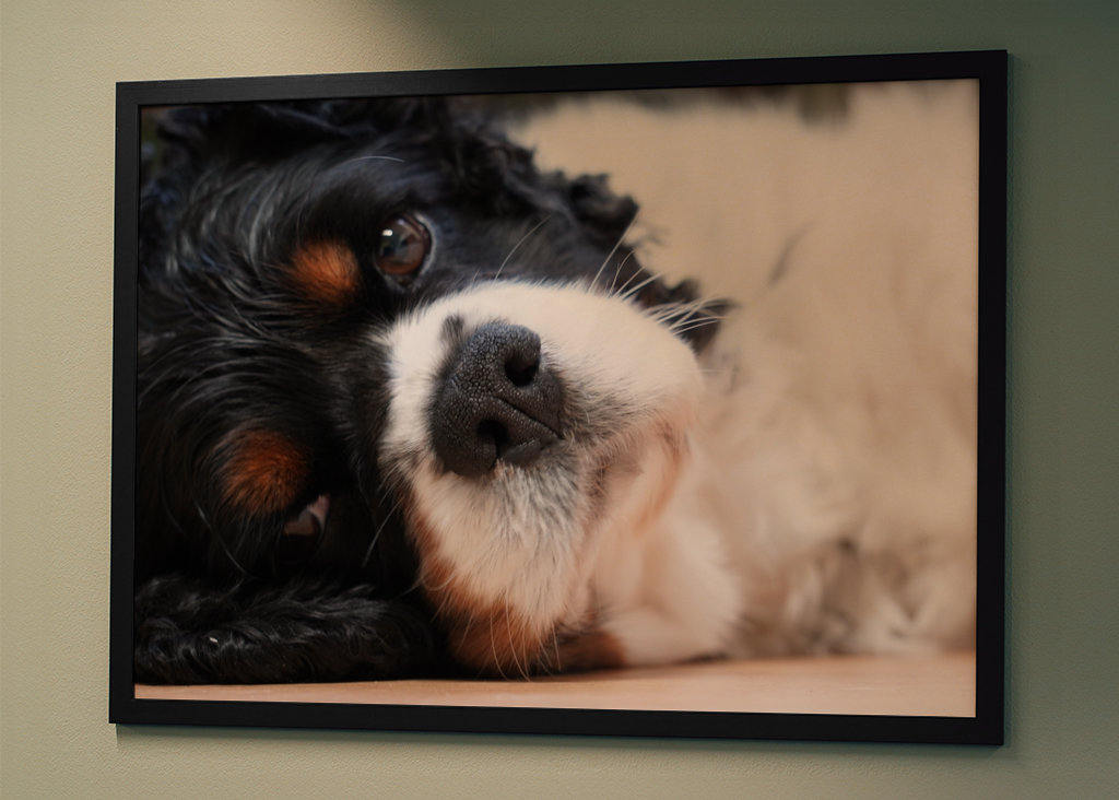 Aranyos kutya nyugodtan fekszik