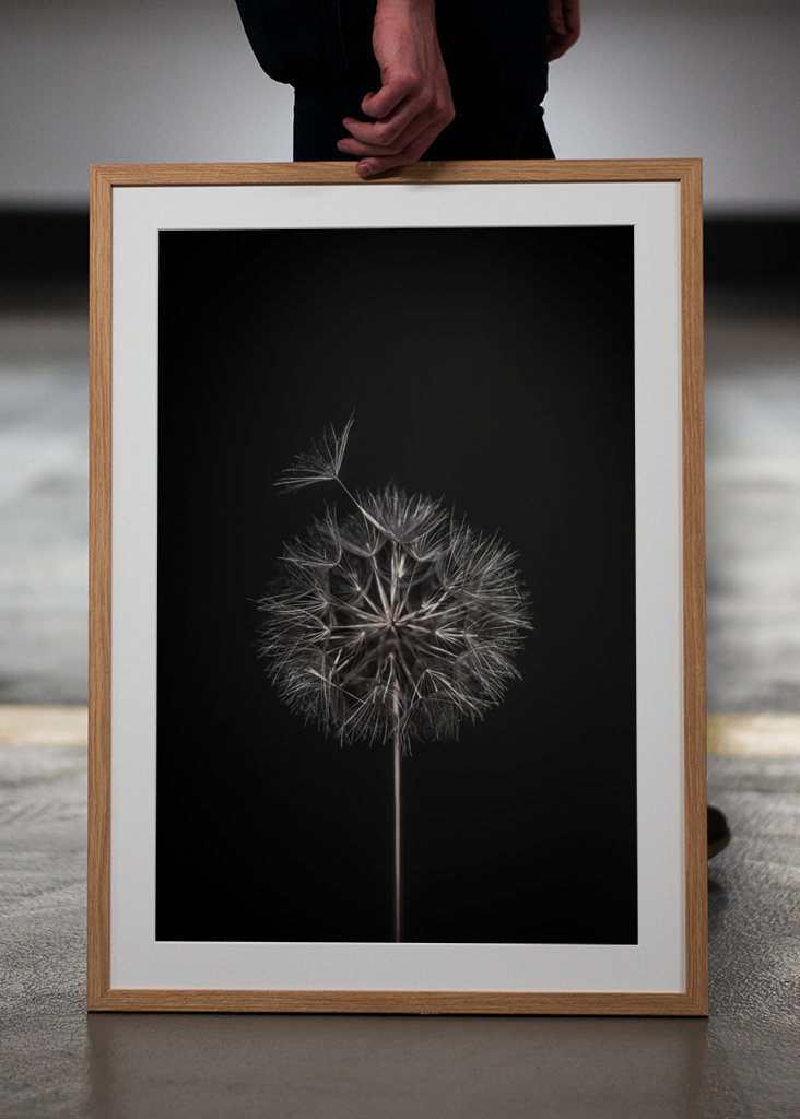 Dandelion