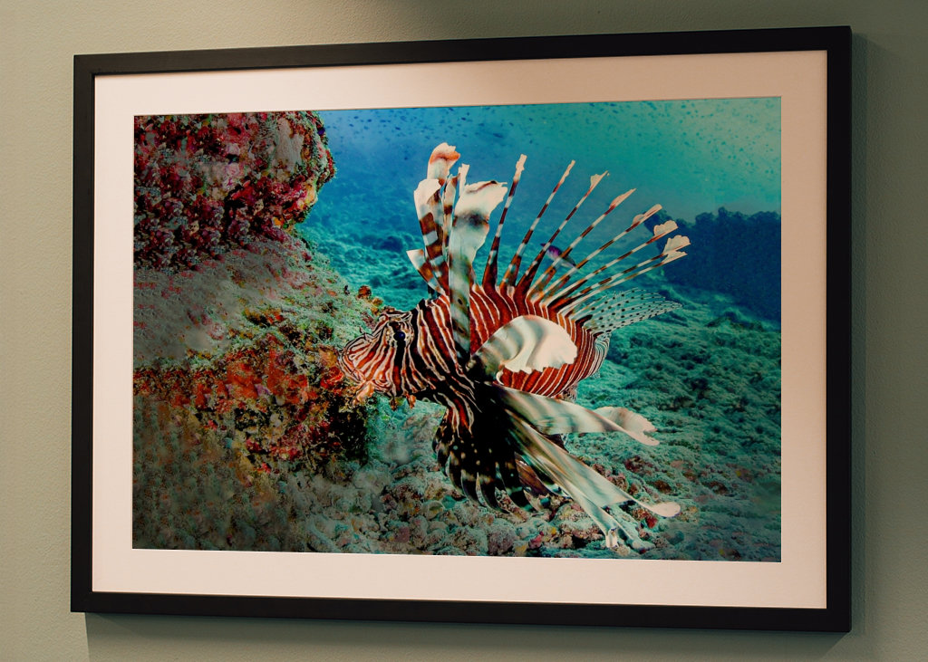 Dračí ryba na lovu