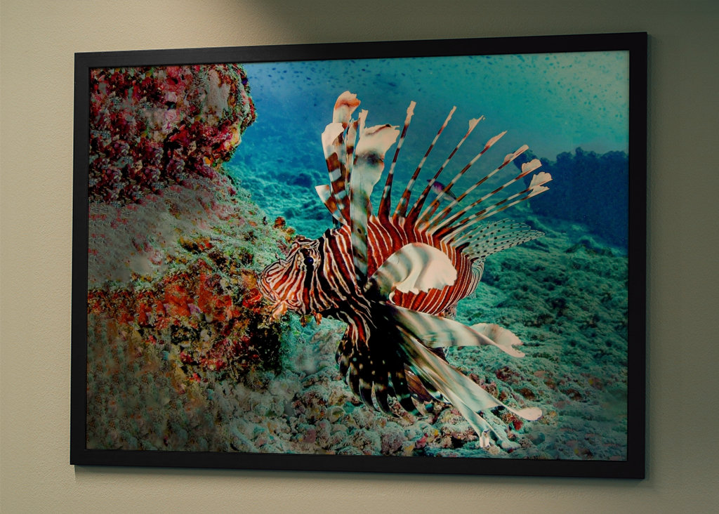 Dračí ryba na lovu