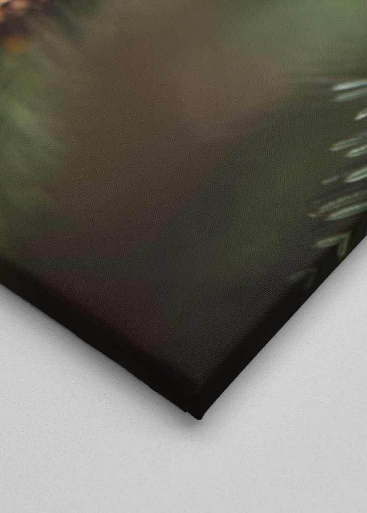 Borová šiška v lese