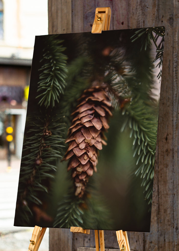 Borová šiška v lese