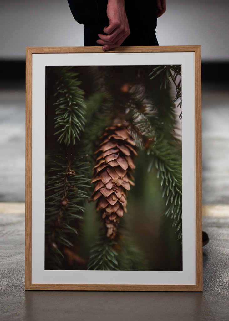 Borová šiška v lese