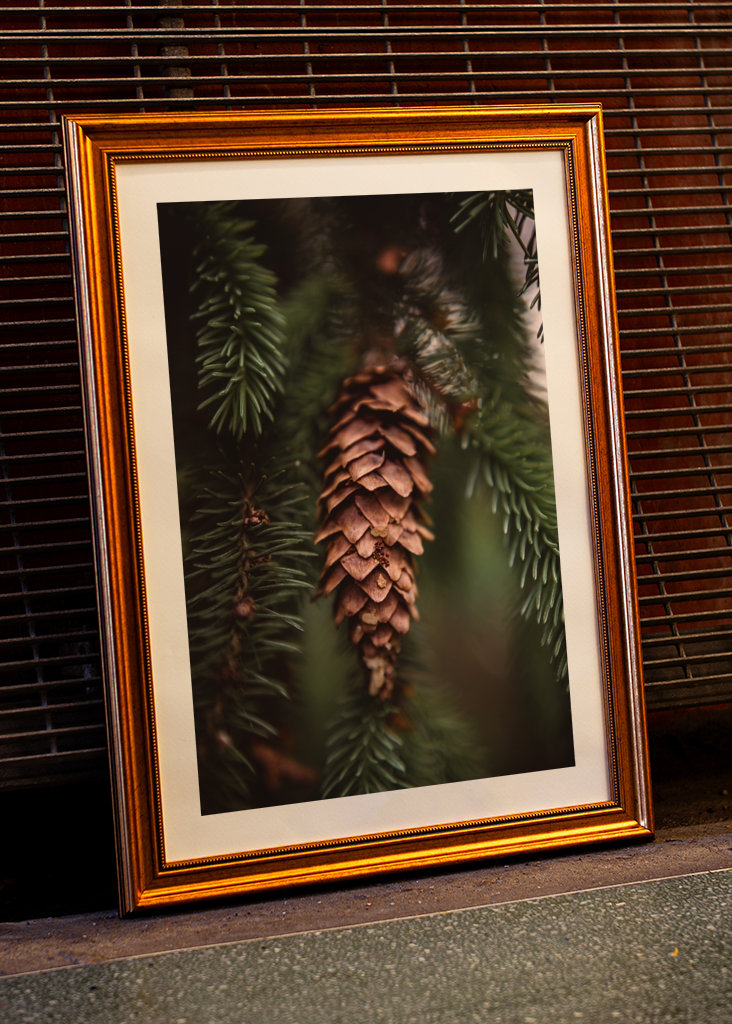 Borová šiška v lese