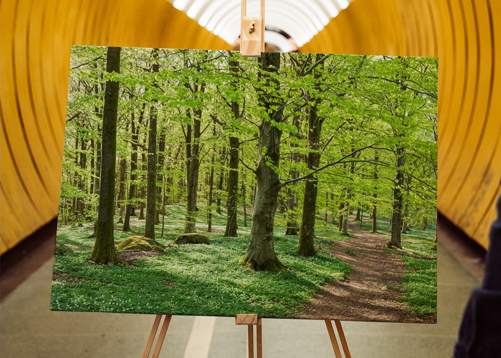 Exuberante floresta de faias