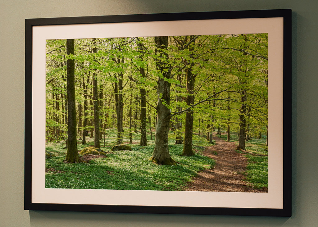 Exuberante floresta de faias