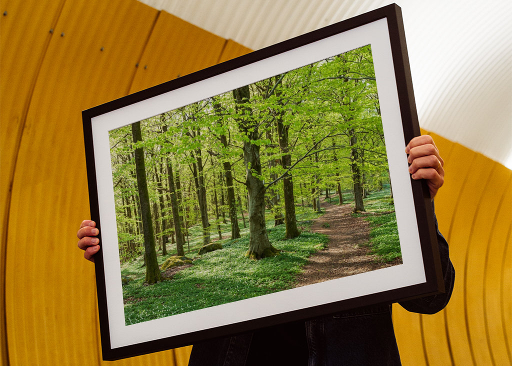 Exuberante floresta de faias