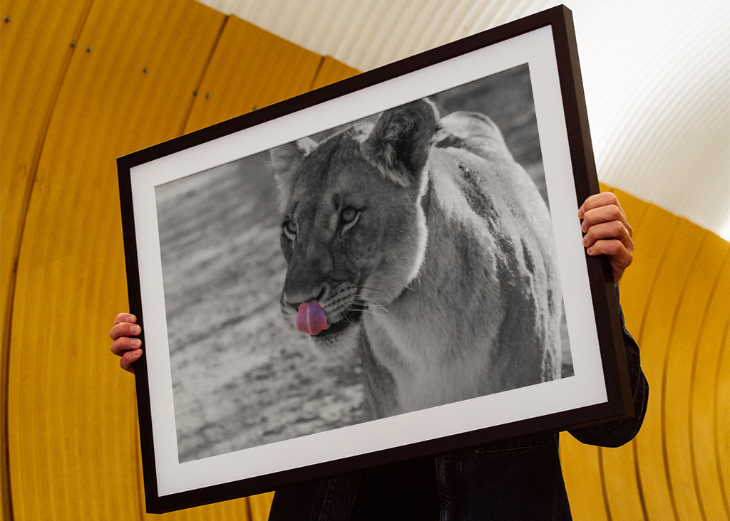 Il leone con la lingua rosa