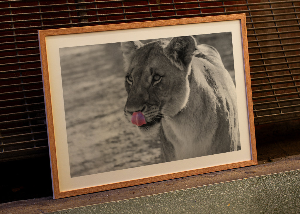 Il leone con la lingua rosa