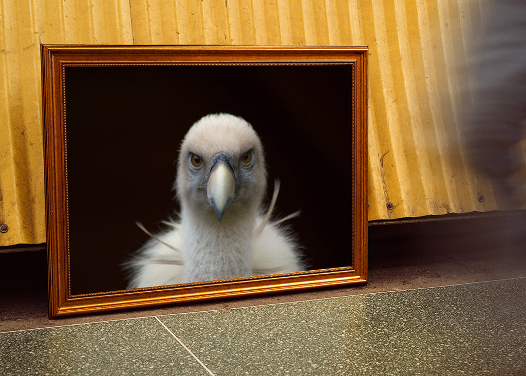 Auge in Auge mit Geier