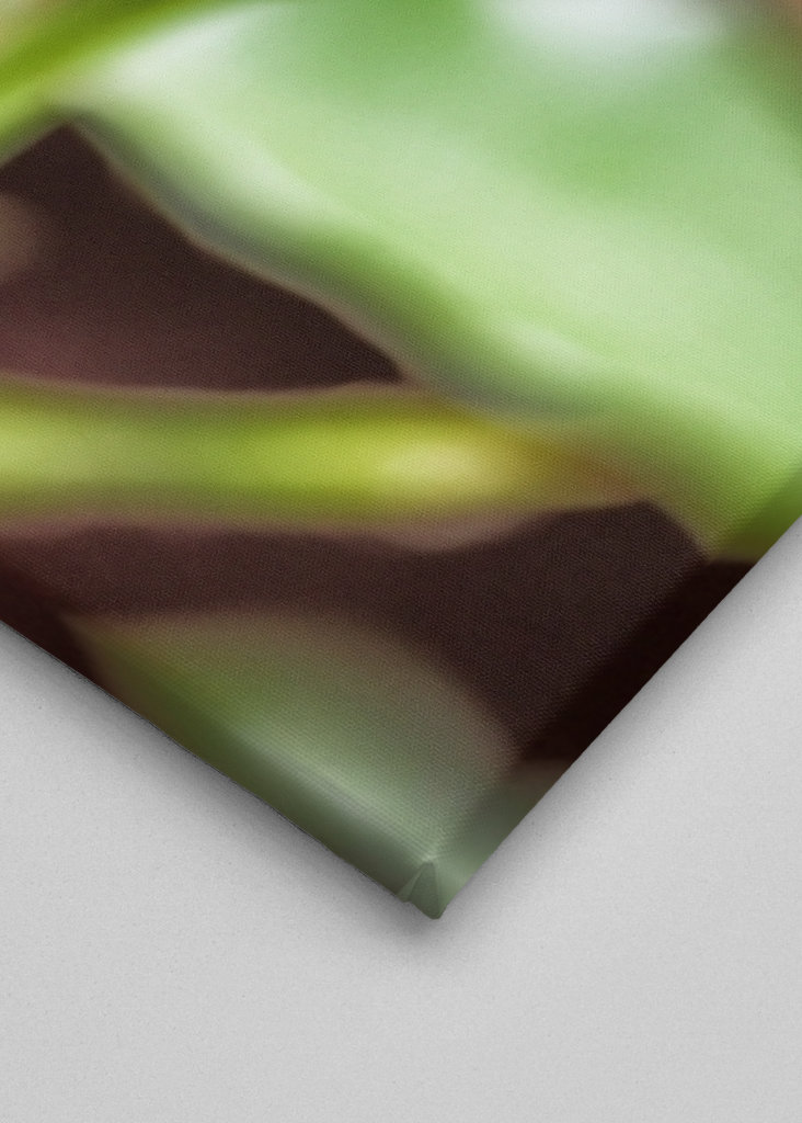 Coccinelle sur la fleur d’une Kroko