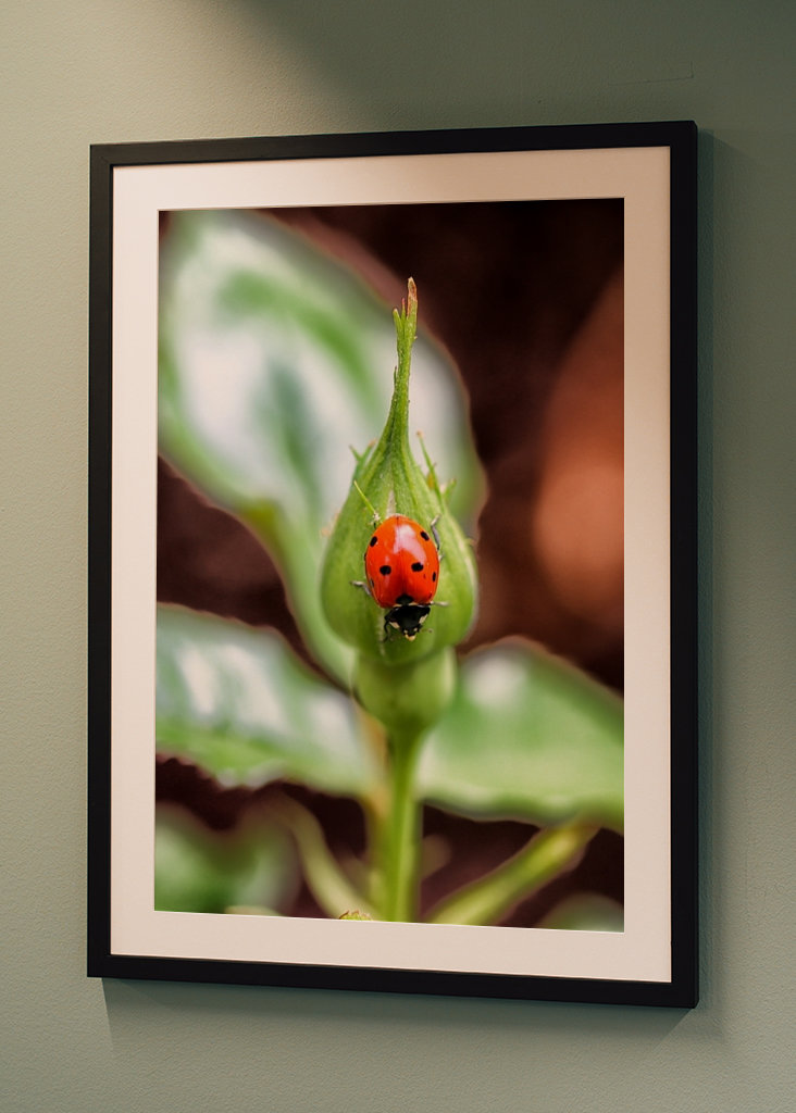 Coccinelle sur la fleur d’une Kroko