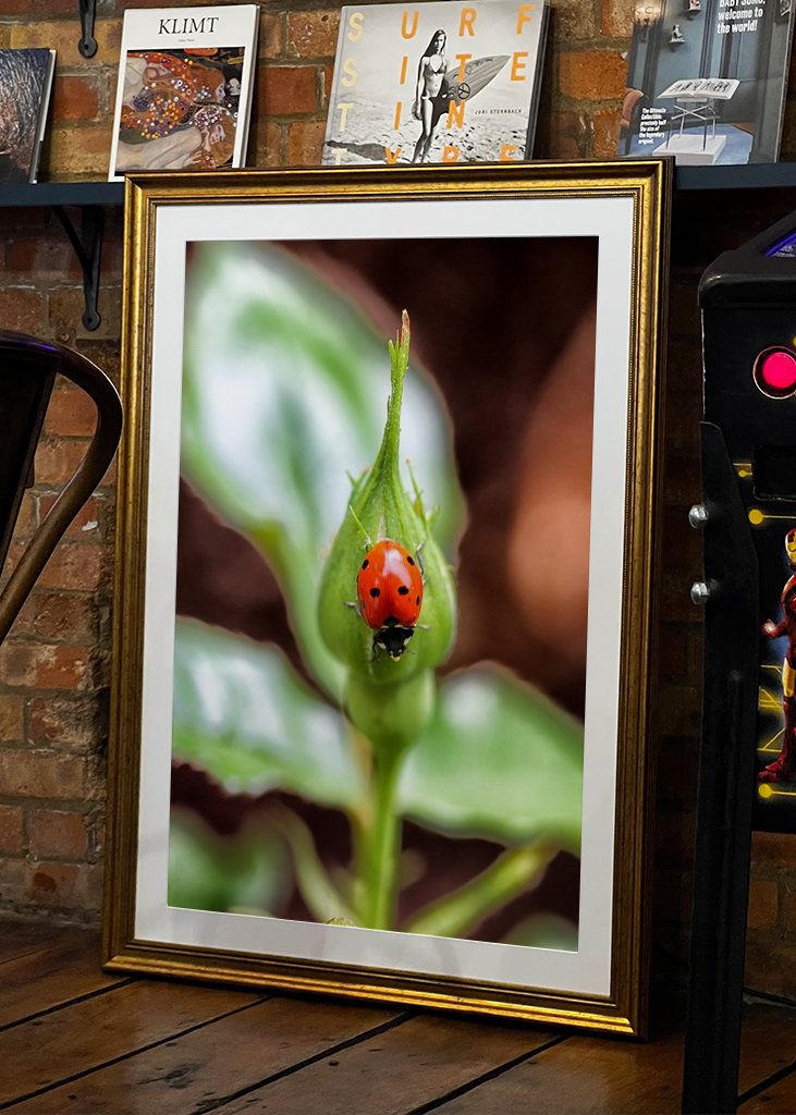 Coccinelle sur la fleur d’une Kroko