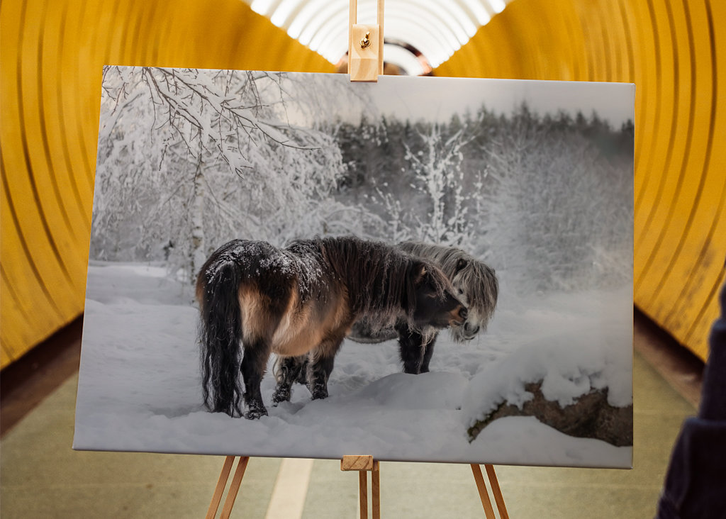 Shettlands Ponys im Schnee