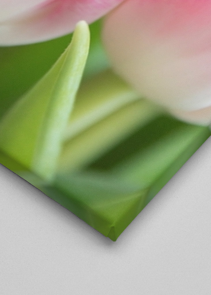 Dutch spring tulips in pink