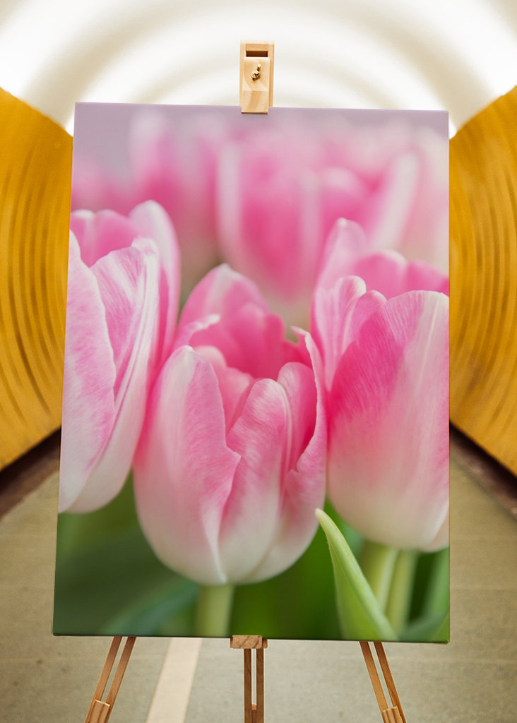 Dutch spring tulips in pink