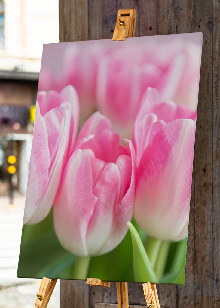 Dutch spring tulips in pink