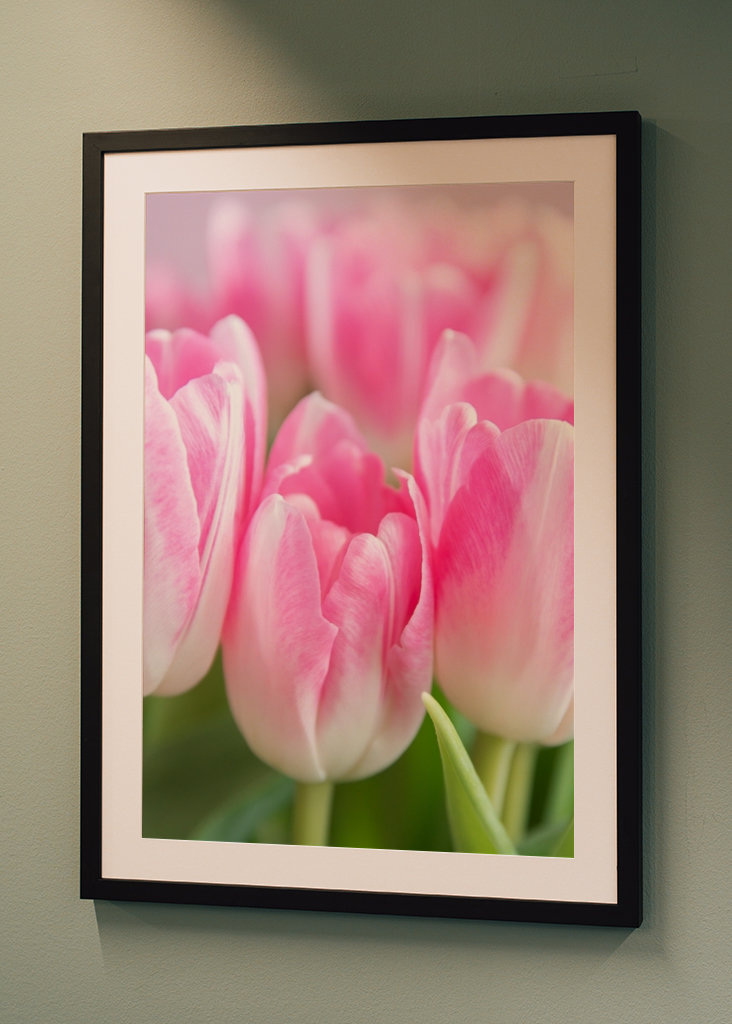 Dutch spring tulips in pink