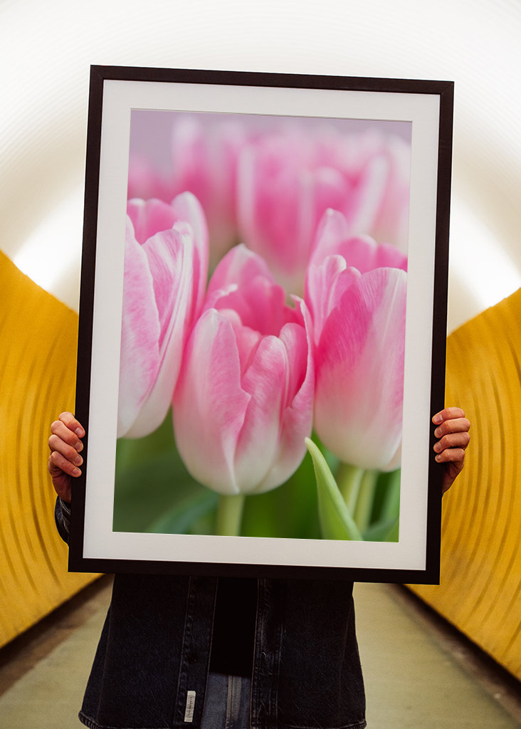 Dutch spring tulips in pink