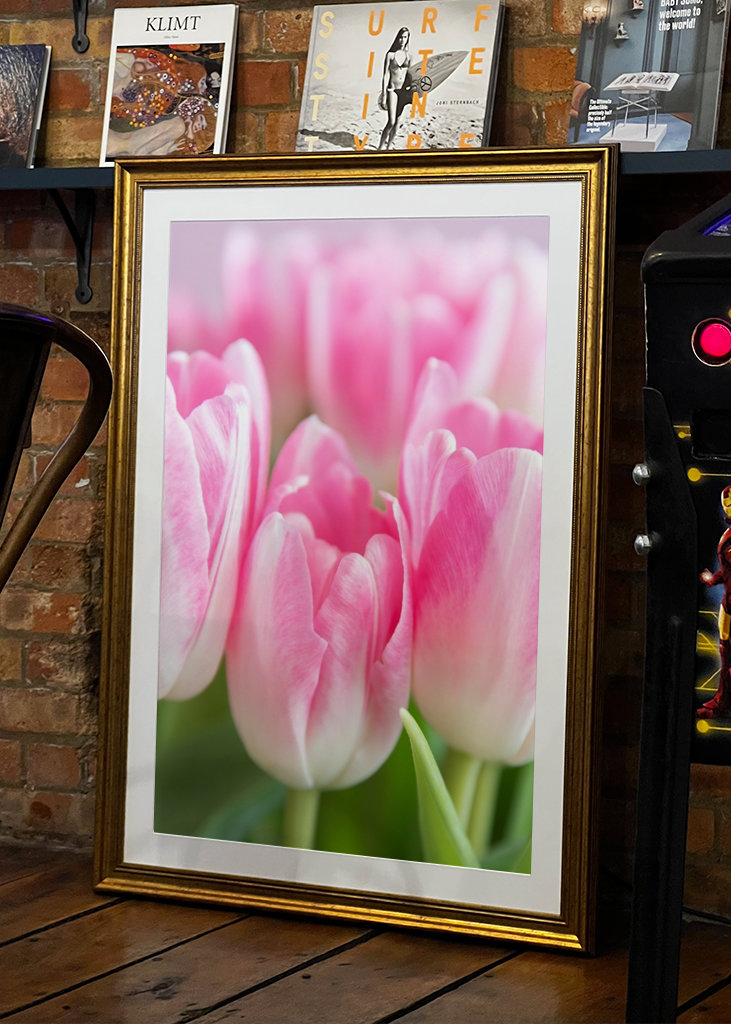 Dutch spring tulips in pink