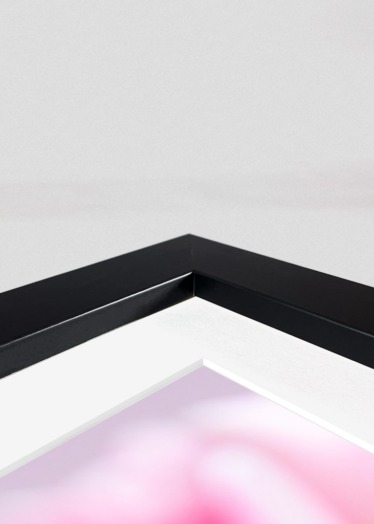 Dutch spring tulips in pink