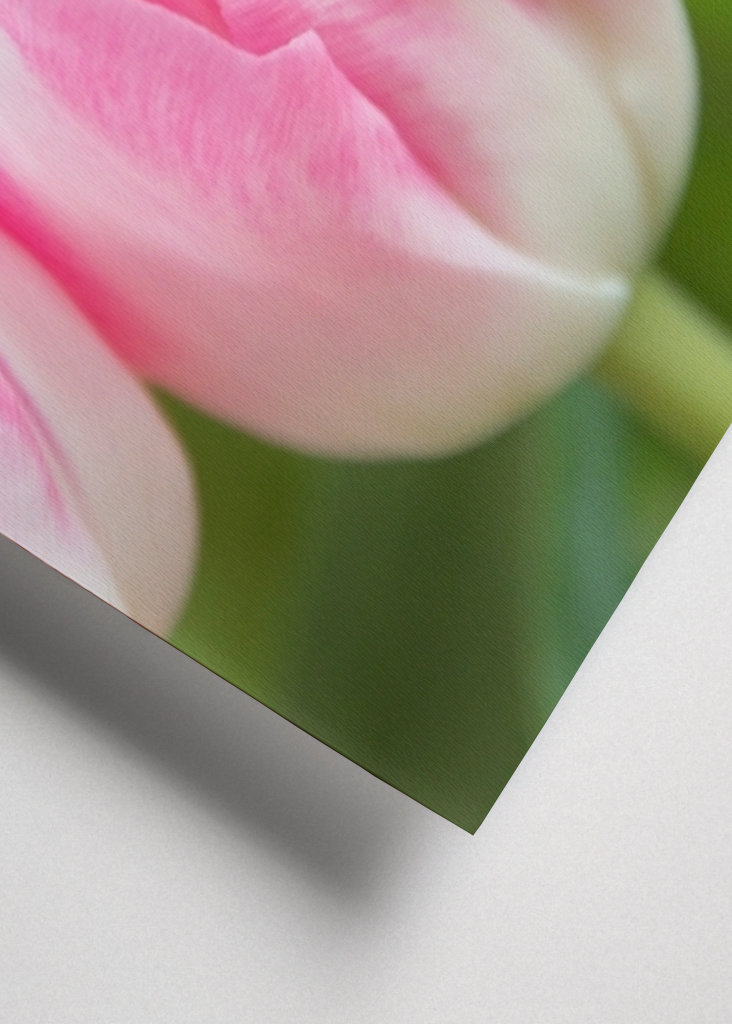 Dutch spring tulips in pink