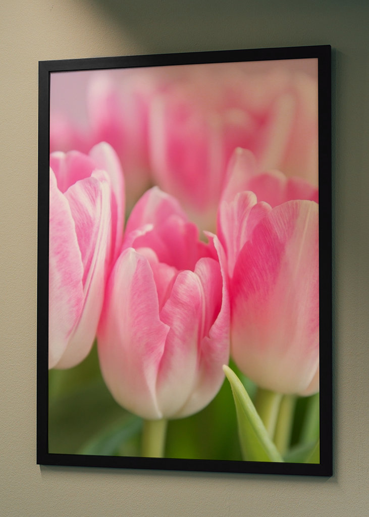 Dutch spring tulips in pink