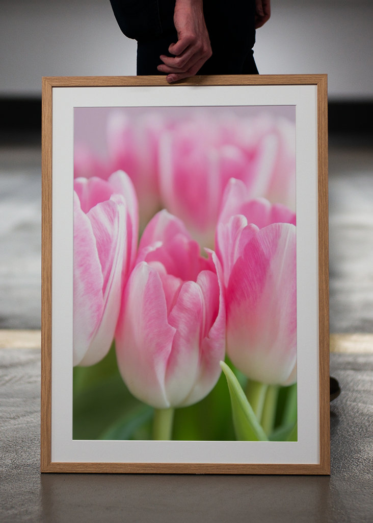Dutch spring tulips in pink