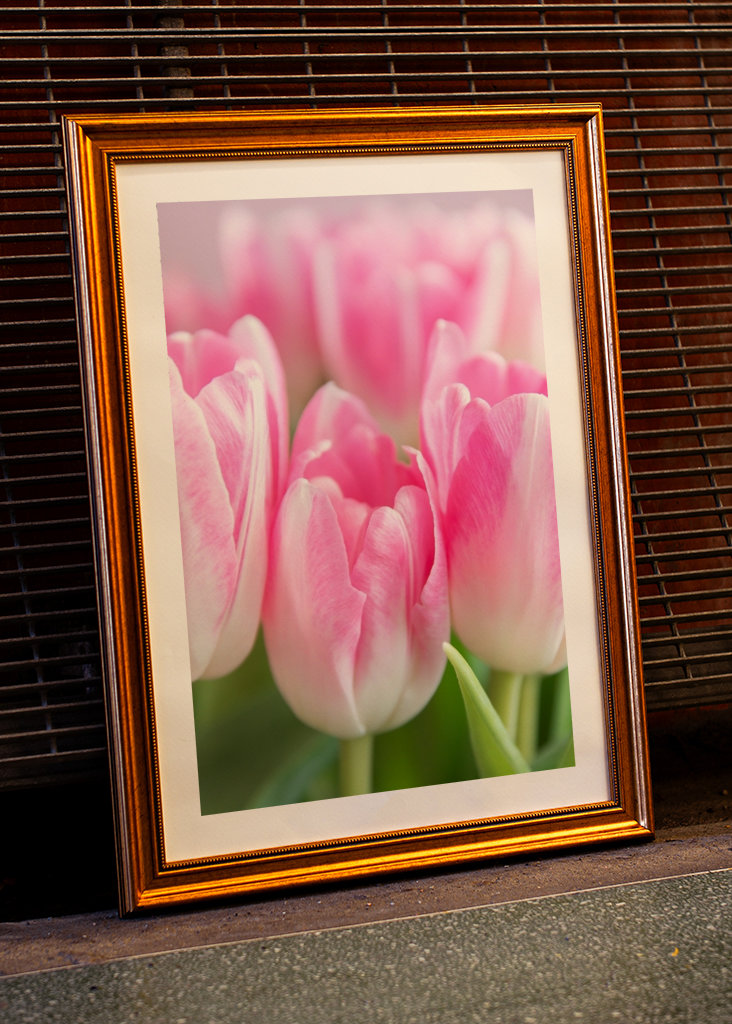 Dutch spring tulips in pink