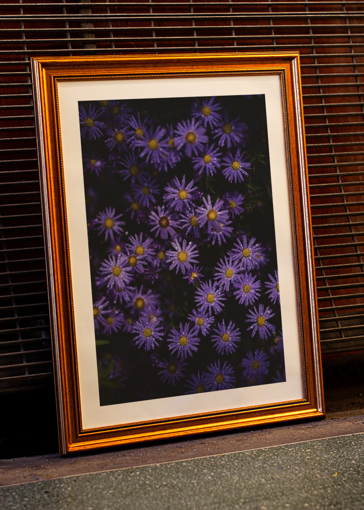 Aster dumosus "Augenweide"