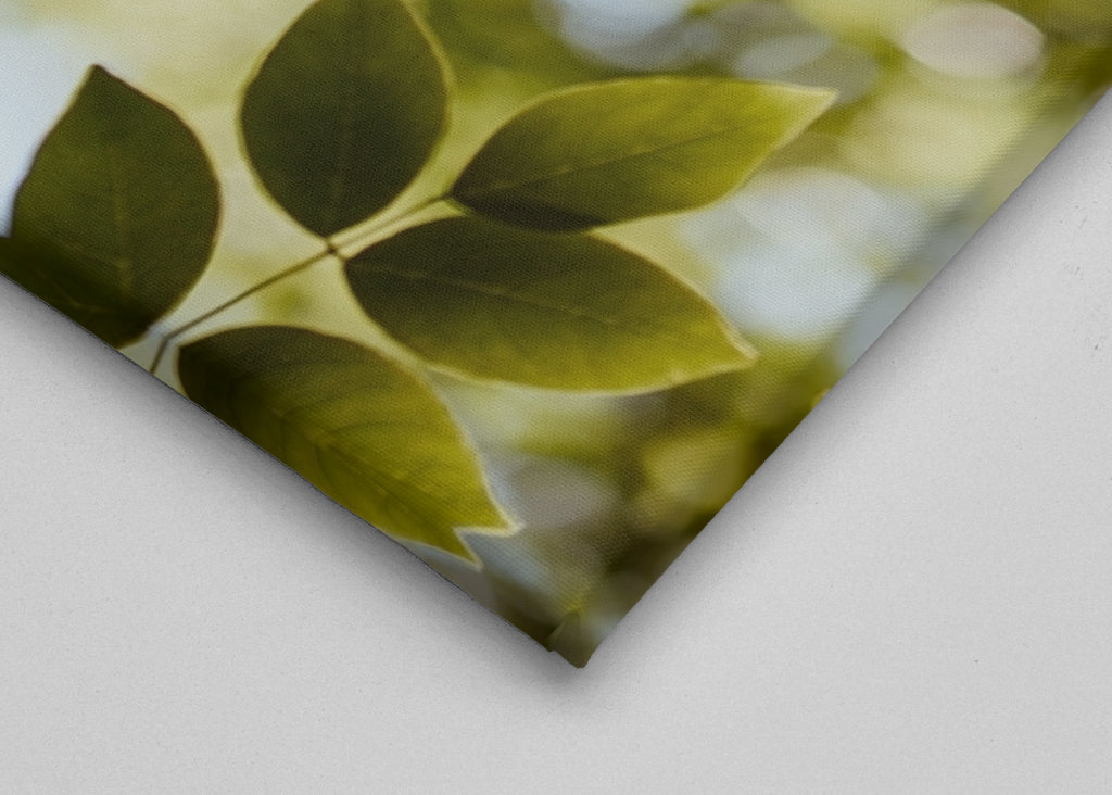 Pohled skrz zelené listí