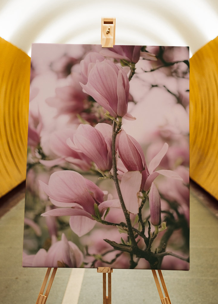 Blomstrende Magnolia gren