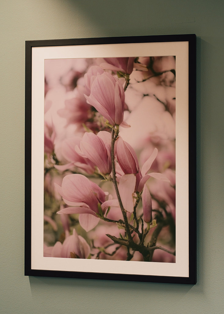 Blomstrende Magnolia gren
