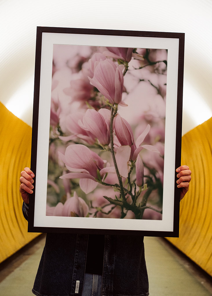 Blomstrende Magnolia gren