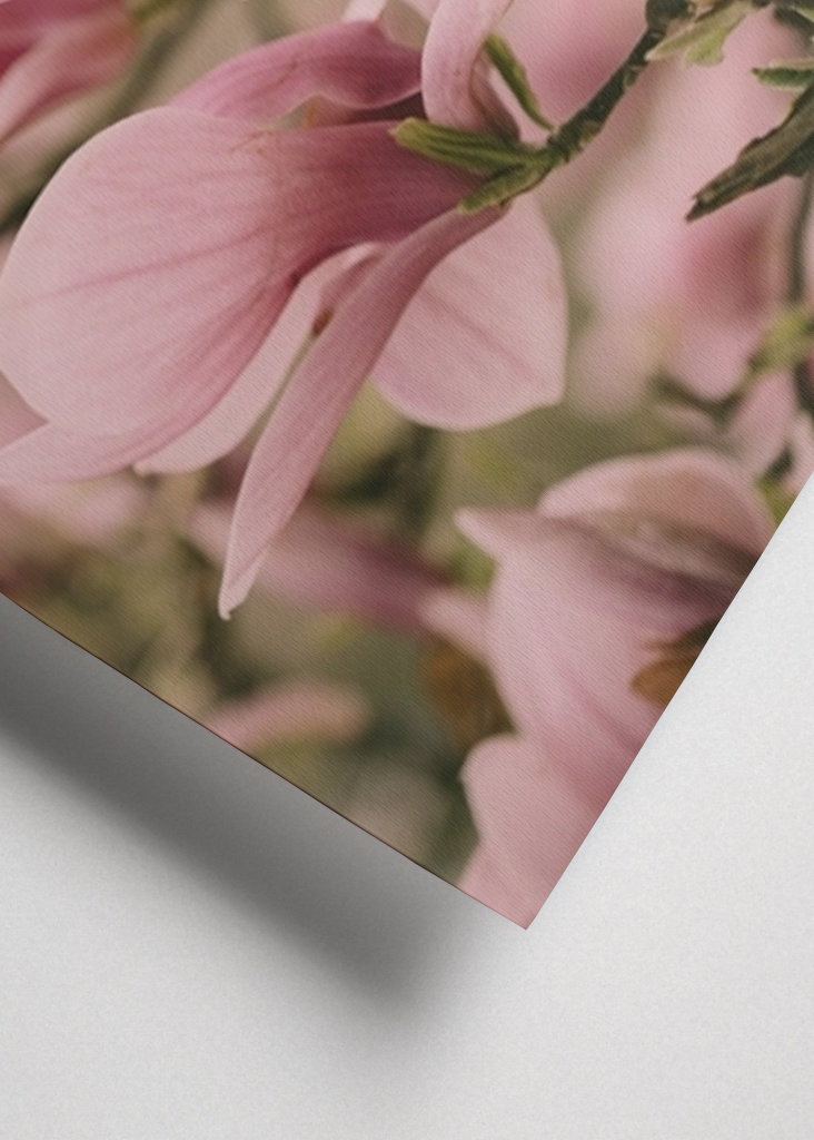 Blomstrende Magnolia gren