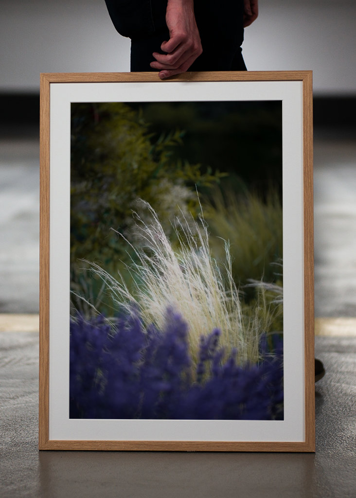 Gräser und Lavendel im Wind