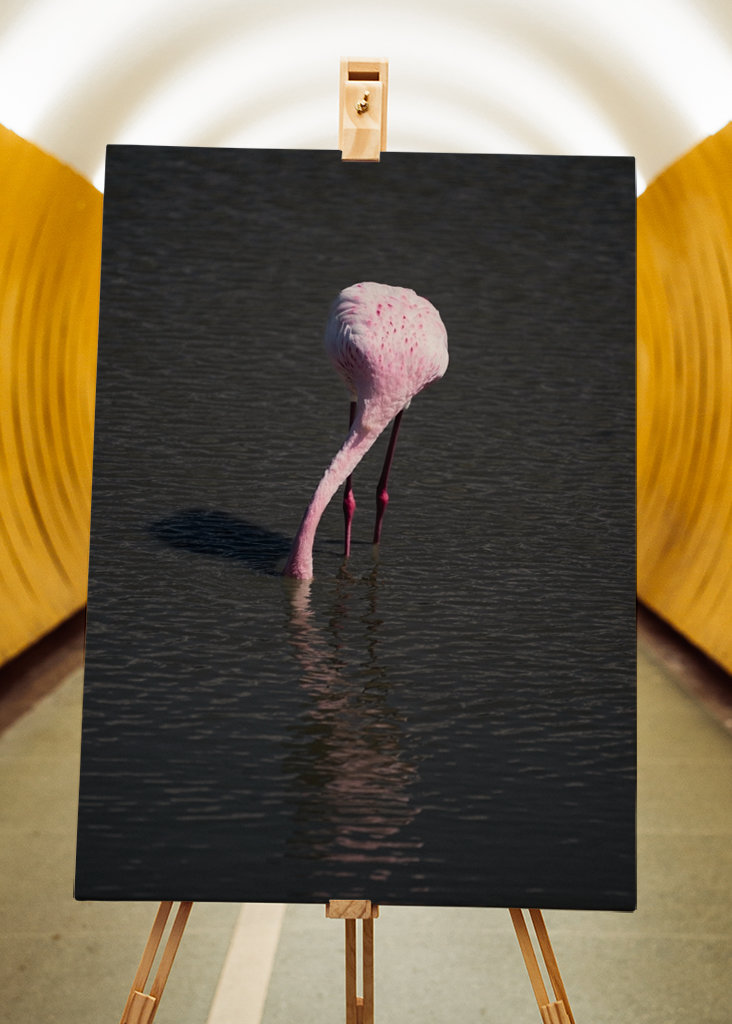 Flamingo in a pond