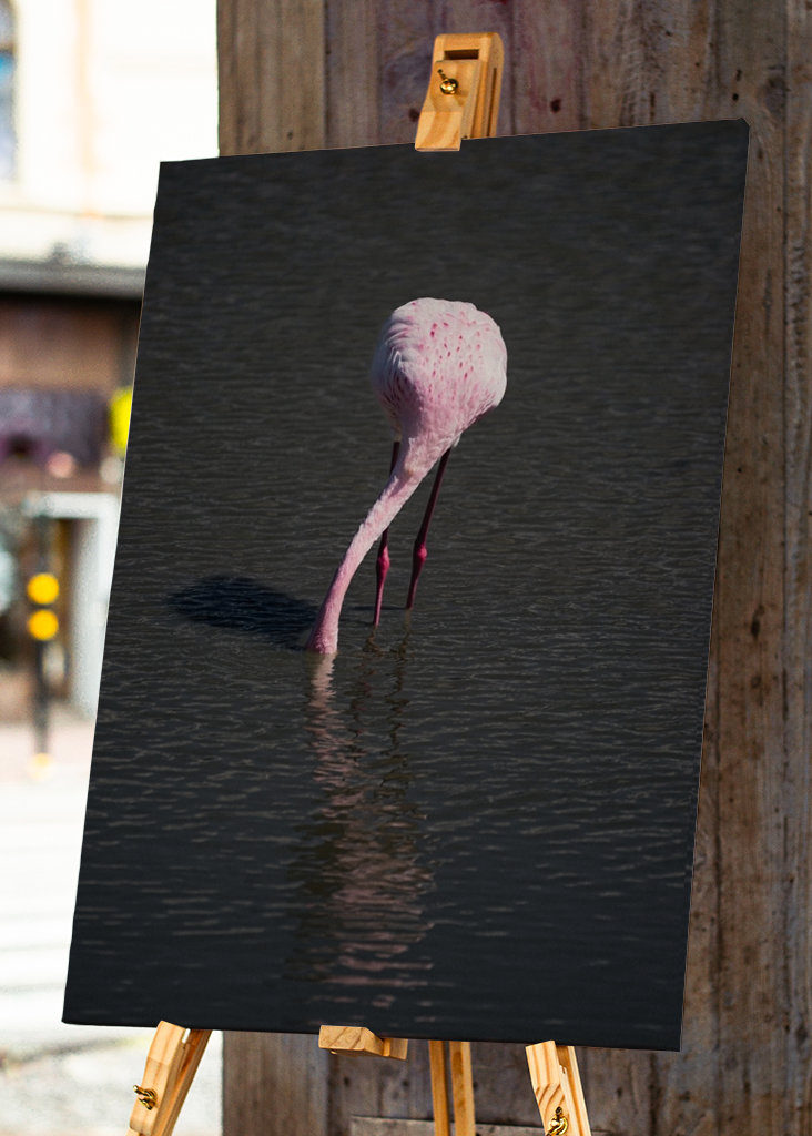 Flamingo in a pond
