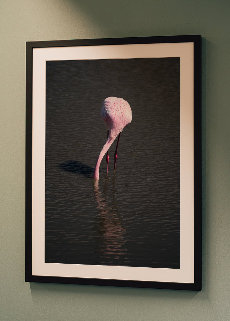 Flamingo in a pond