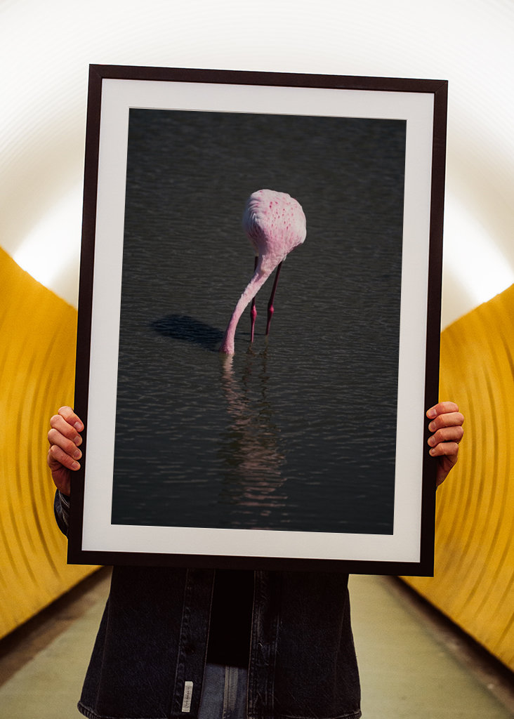 Flamingo in a pond