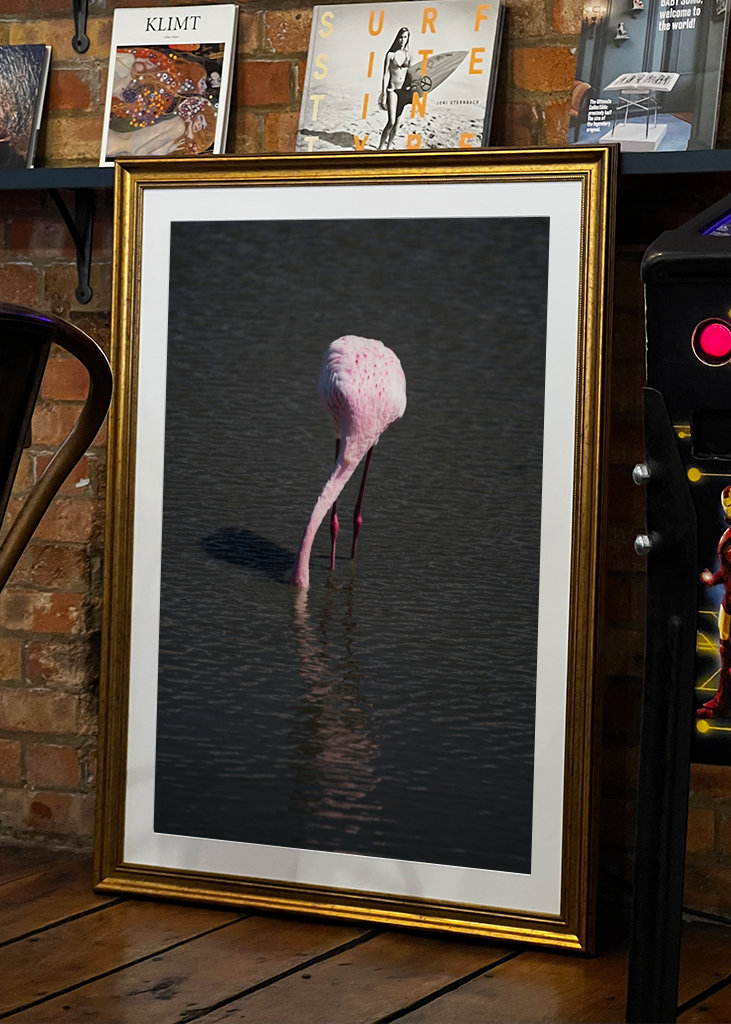 Flamingo in a pond