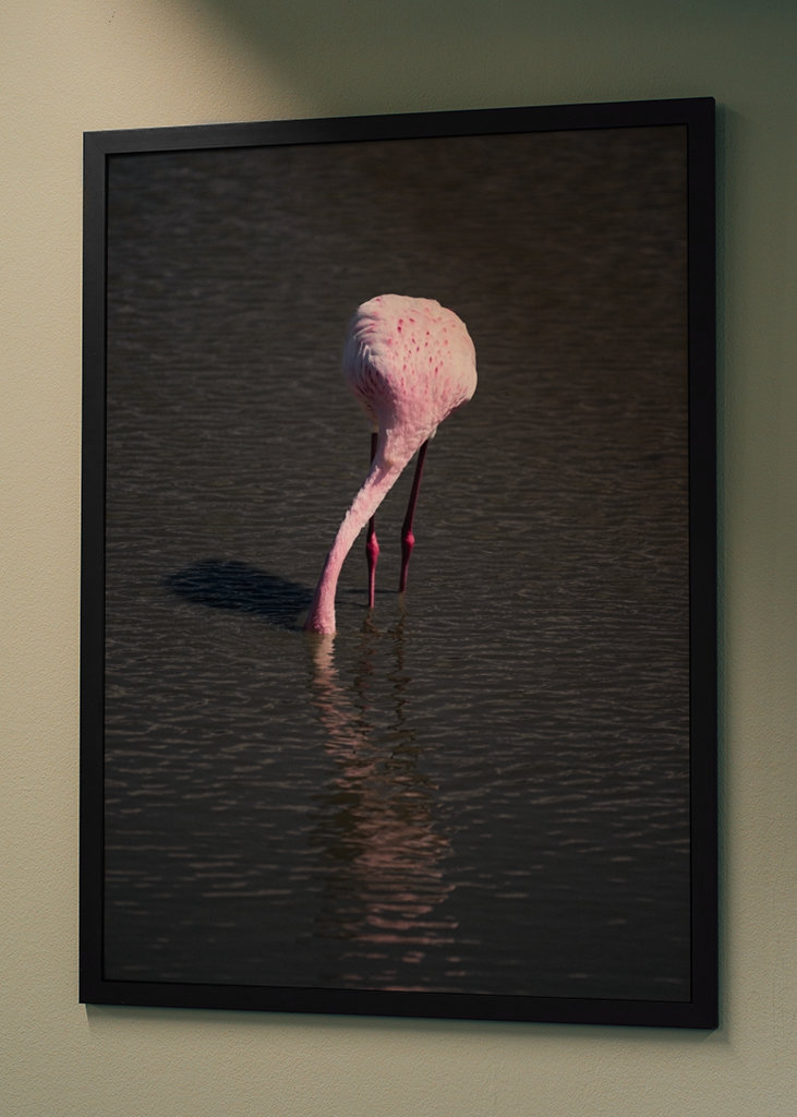 Flamingo in a pond