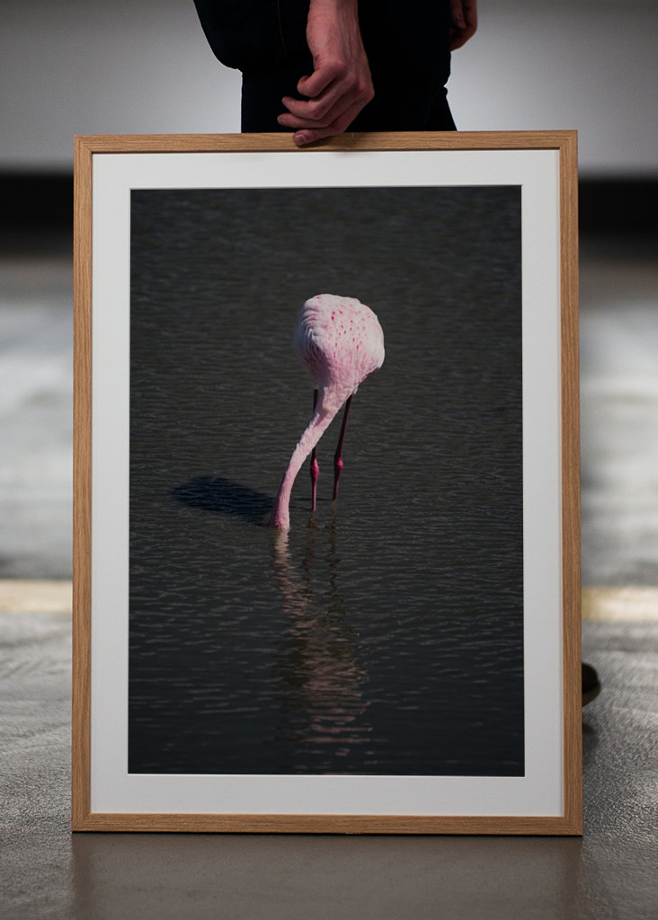 Flamingo in a pond