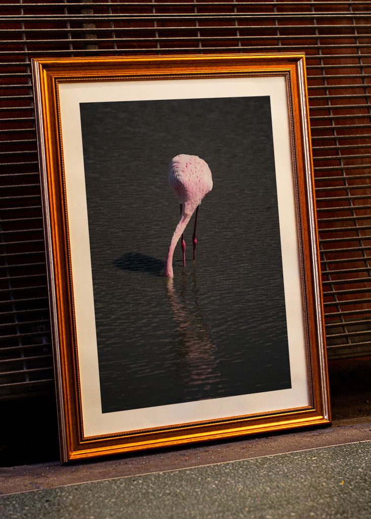 Flamingo in a pond